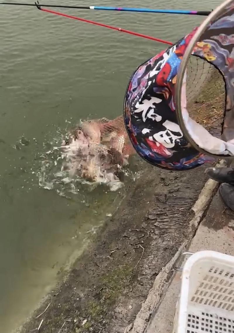 鱼情介绍图片