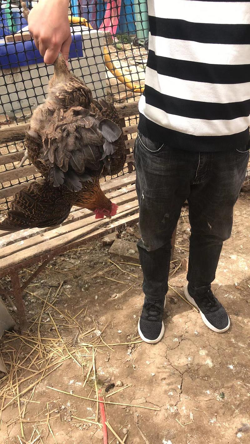 鱼情介绍图片