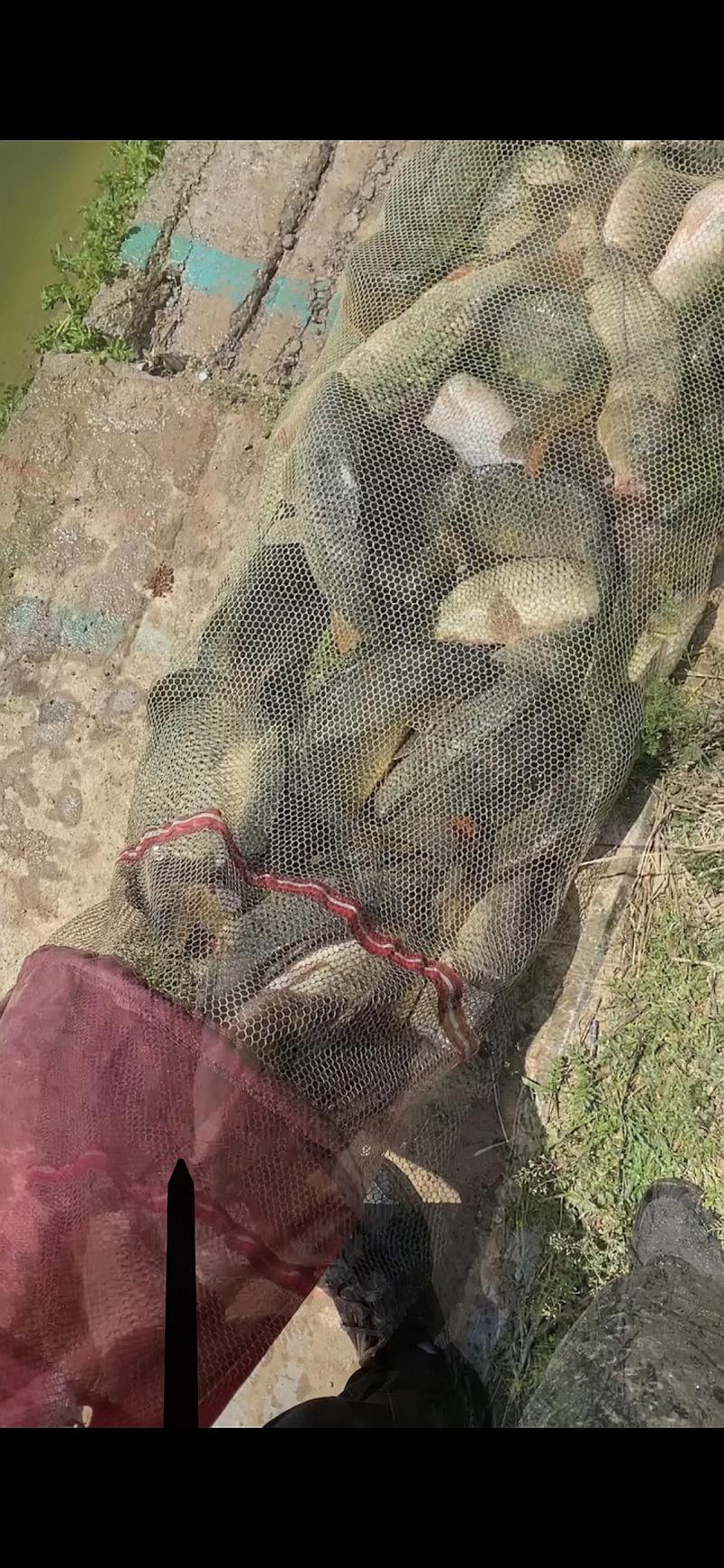 鱼情介绍图片