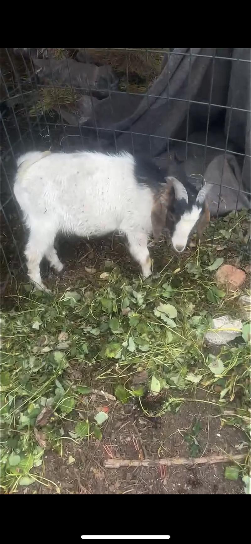 鱼情介绍图片