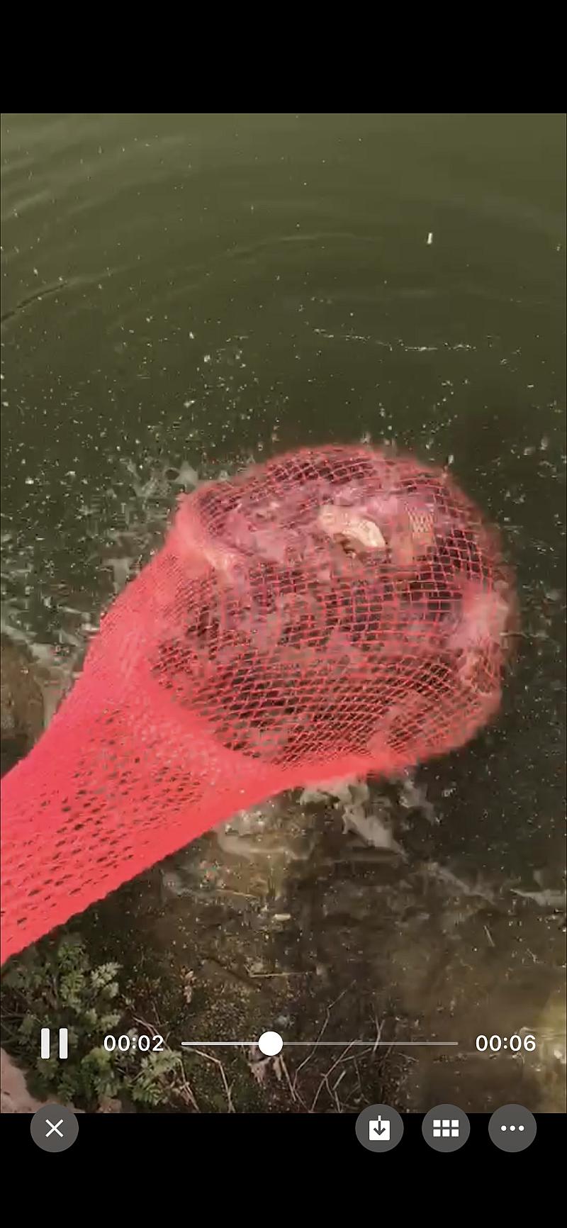鱼情介绍图片
