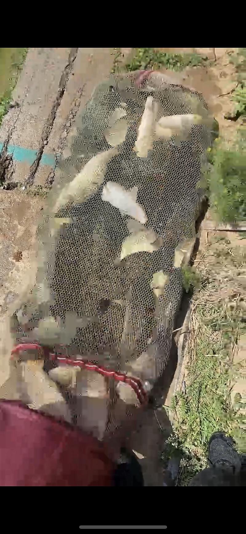 鱼情介绍图片