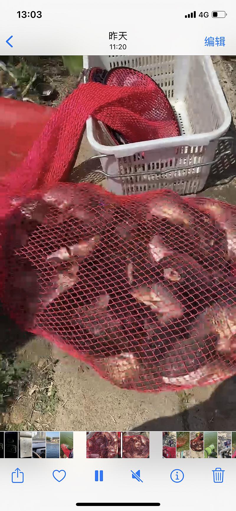 鱼情介绍图片
