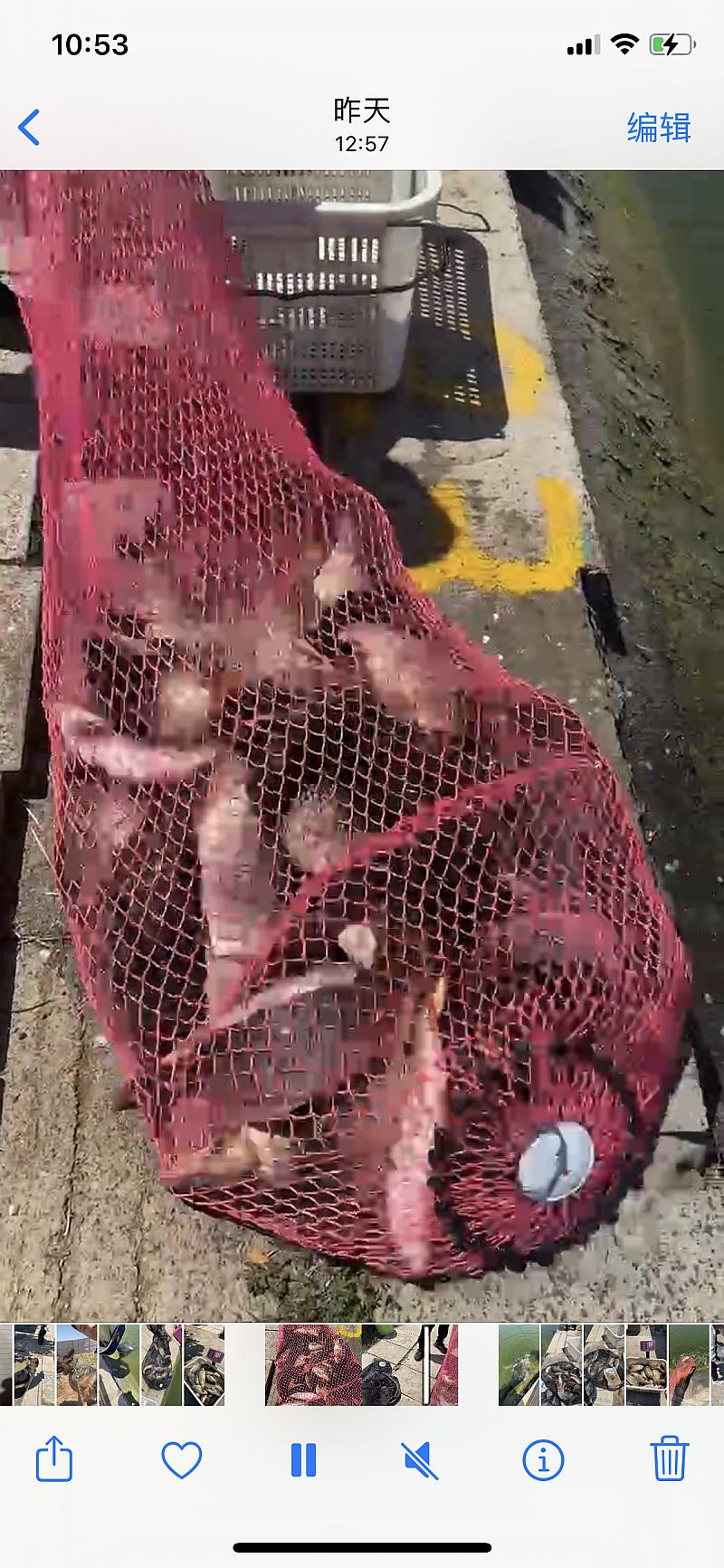 鱼情介绍图片