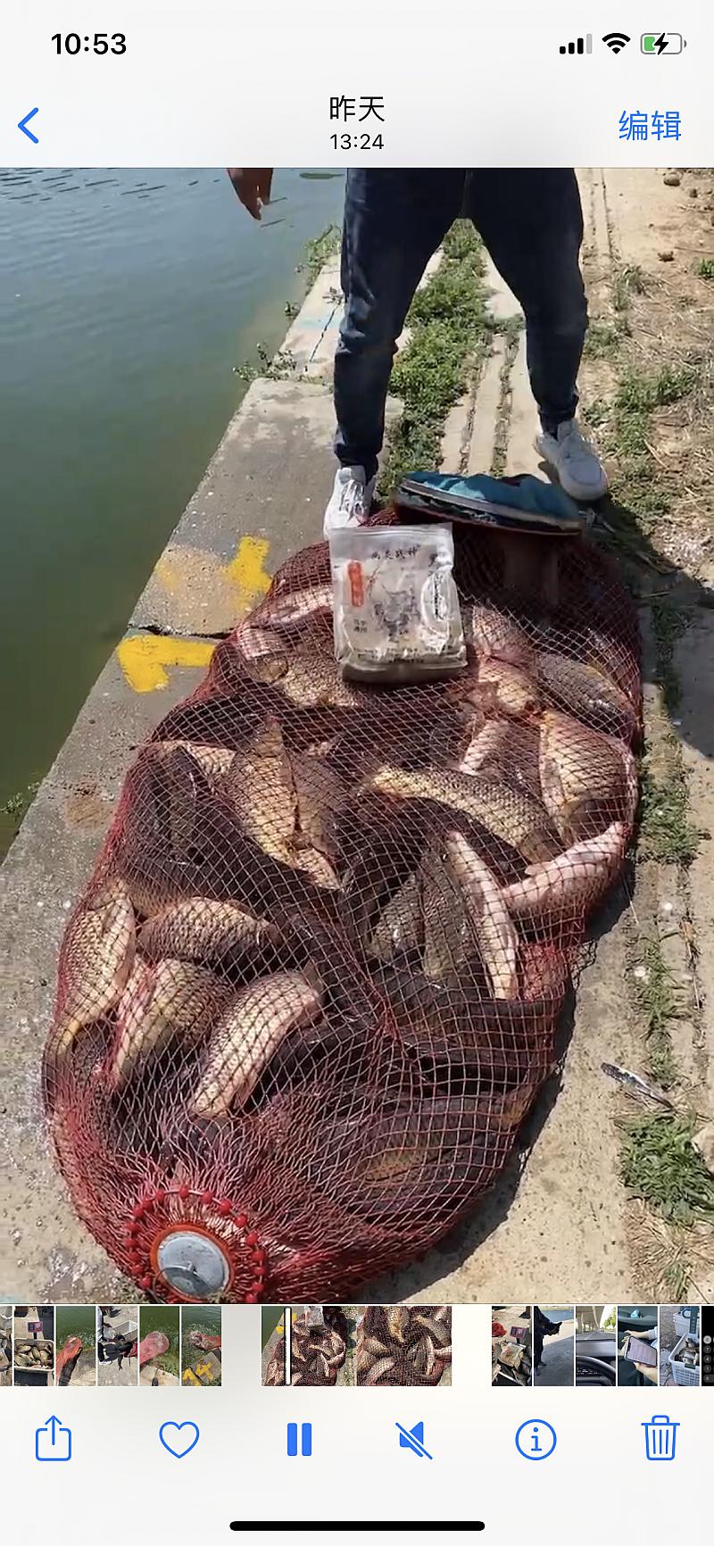 鱼情介绍图片