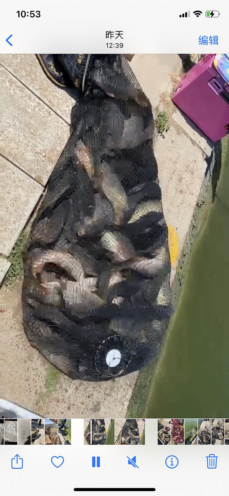 鱼情介绍图片