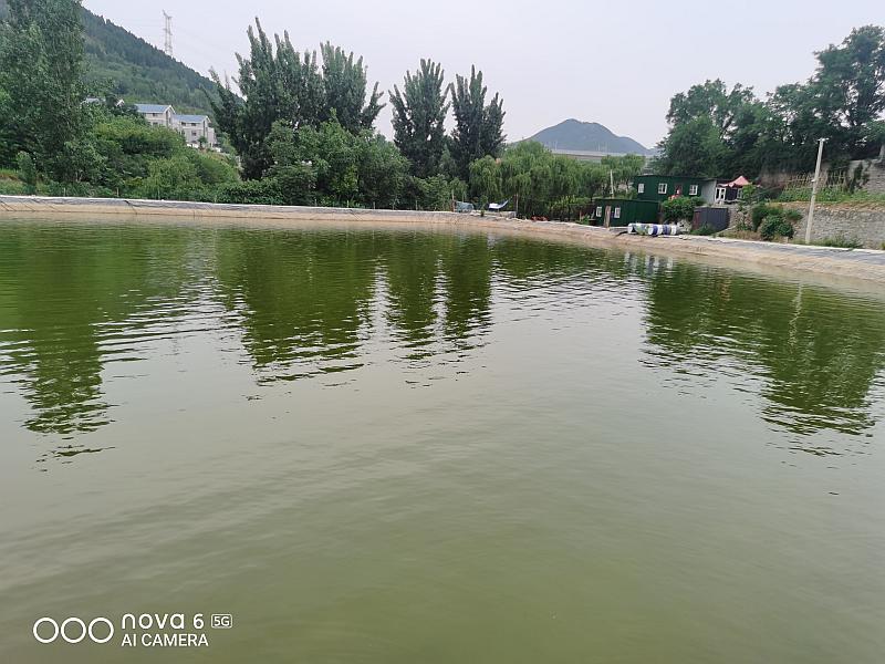 鱼情介绍图片