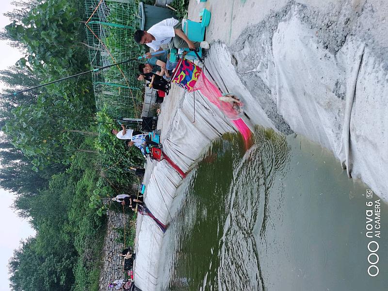 鱼情介绍图片