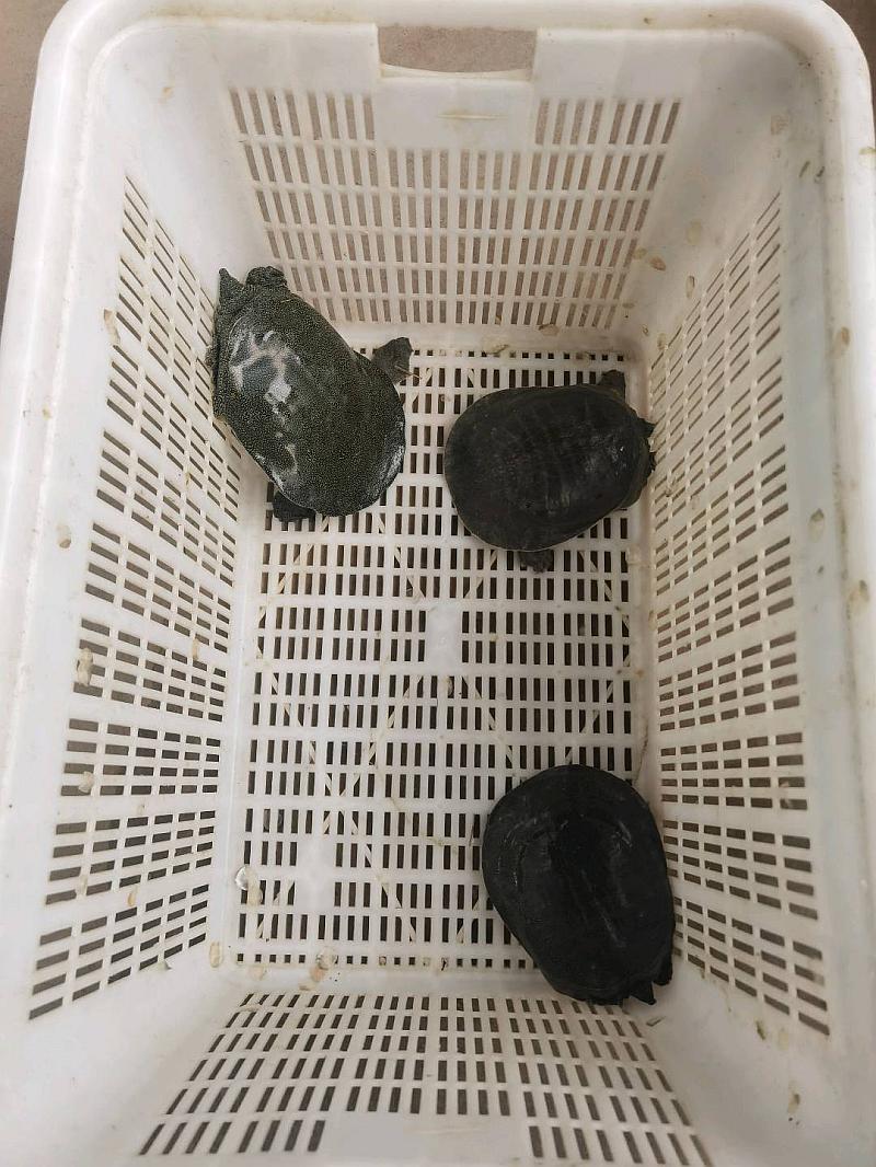 鱼情介绍图片