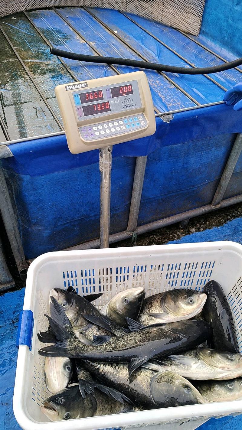 鱼情介绍图片