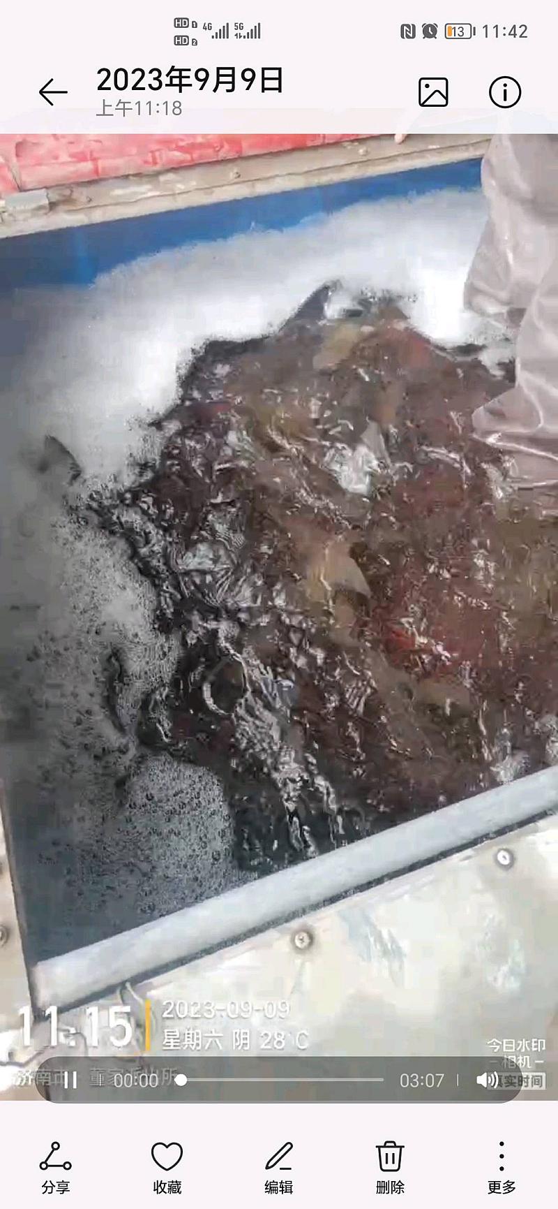 鱼情介绍图片