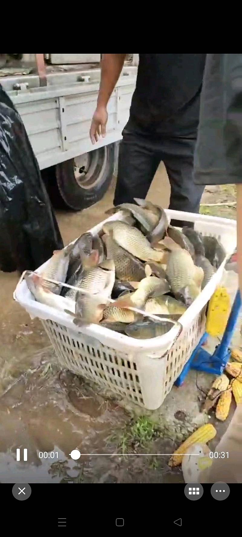 鱼情介绍图片
