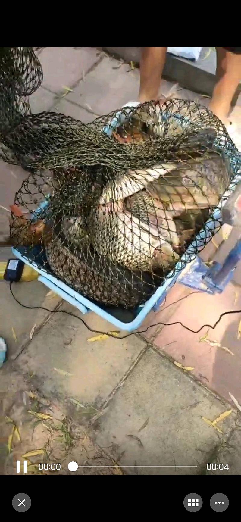 鱼情介绍图片