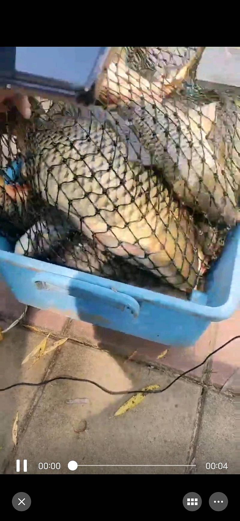 鱼情介绍图片