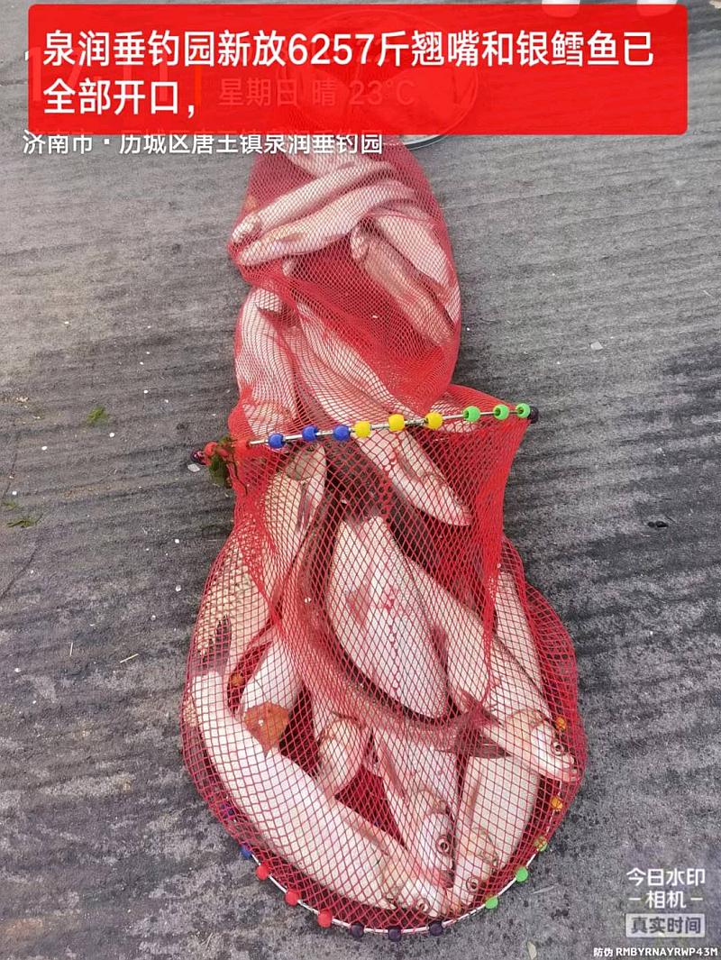 鱼情介绍图片