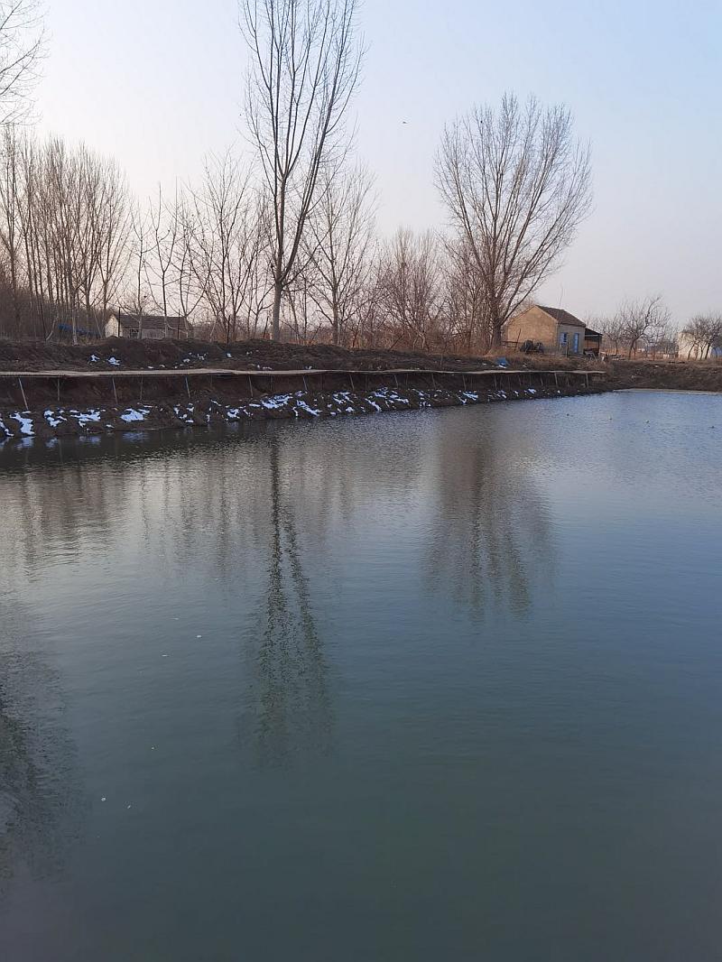 鱼情介绍图片
