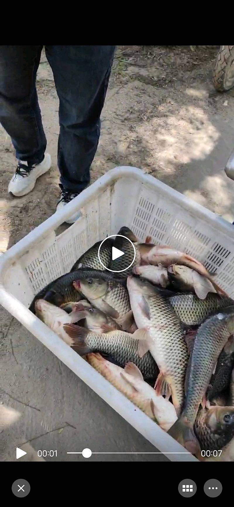 鱼情介绍图片