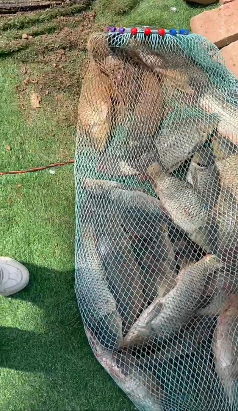 鱼情介绍图片