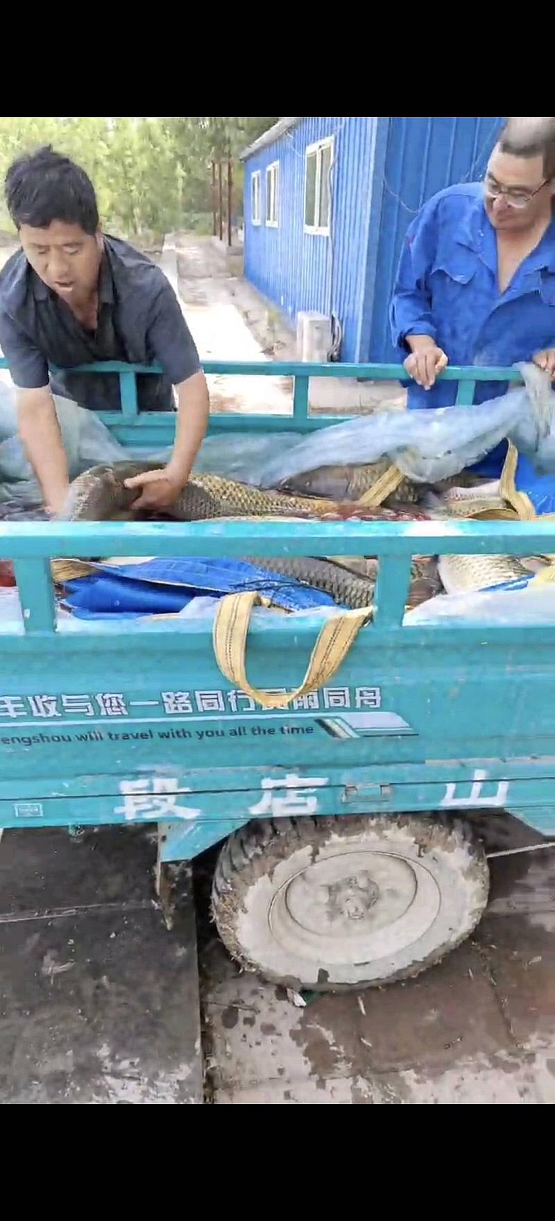 鱼情介绍图片
