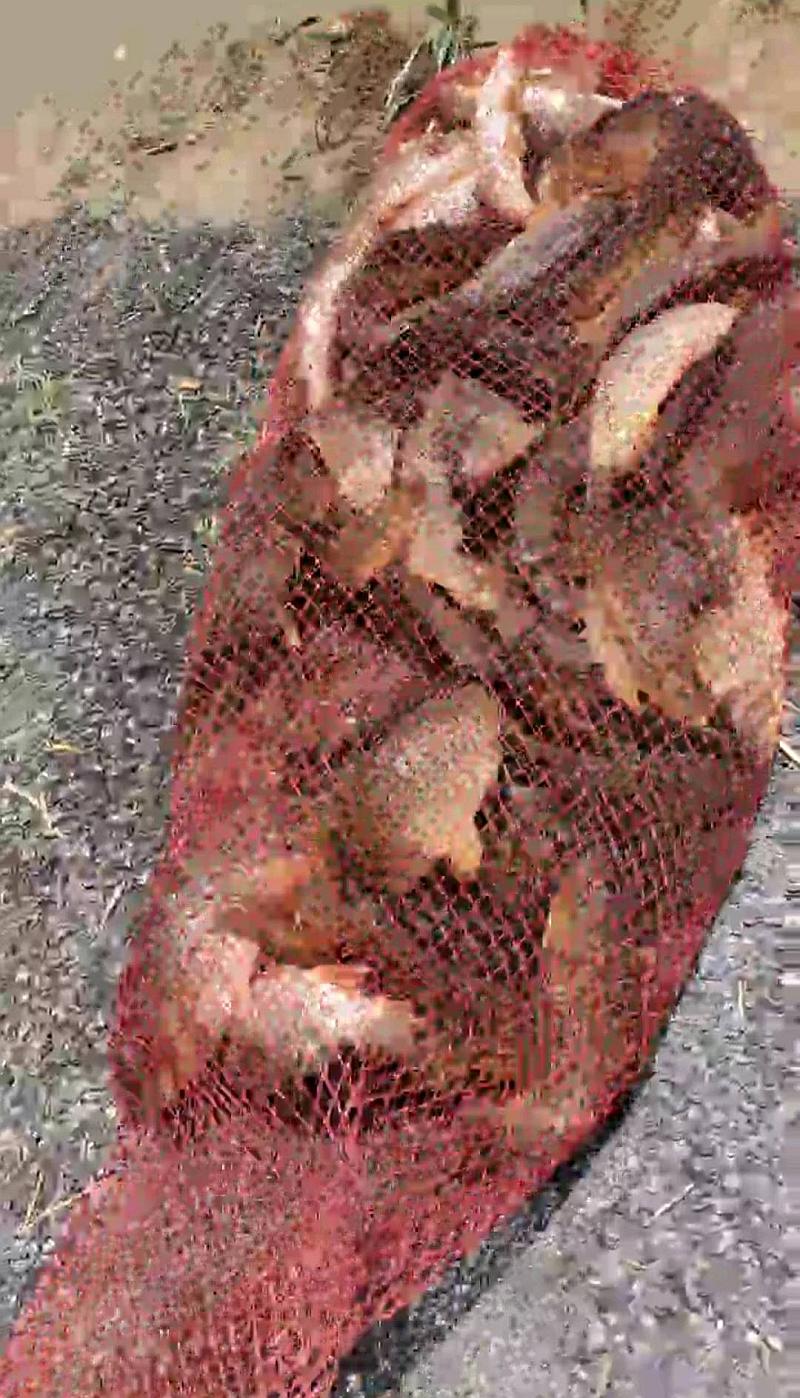 鱼情介绍图片