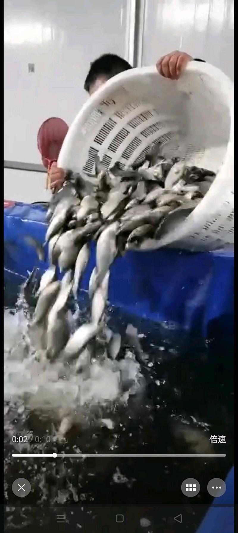 鱼情介绍图片