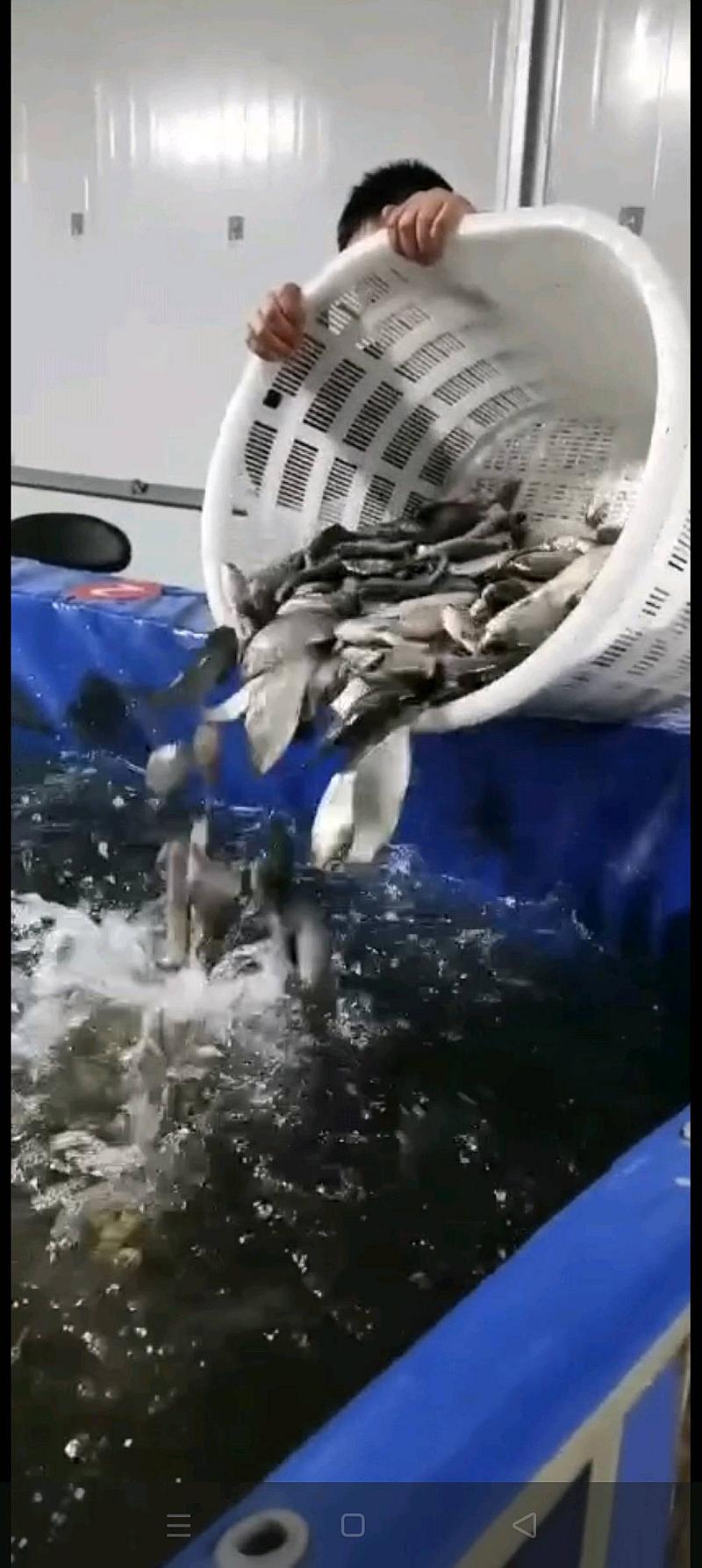 鱼情介绍图片