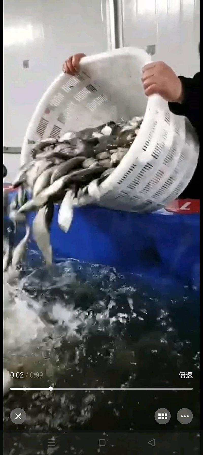 鱼情介绍图片