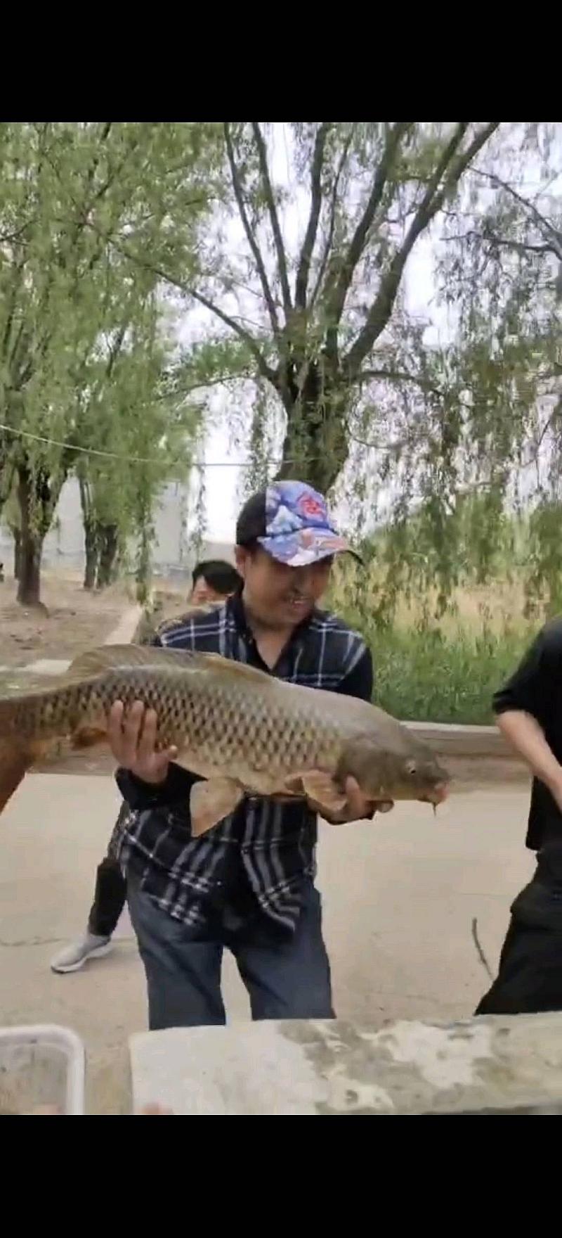 鱼情介绍图片