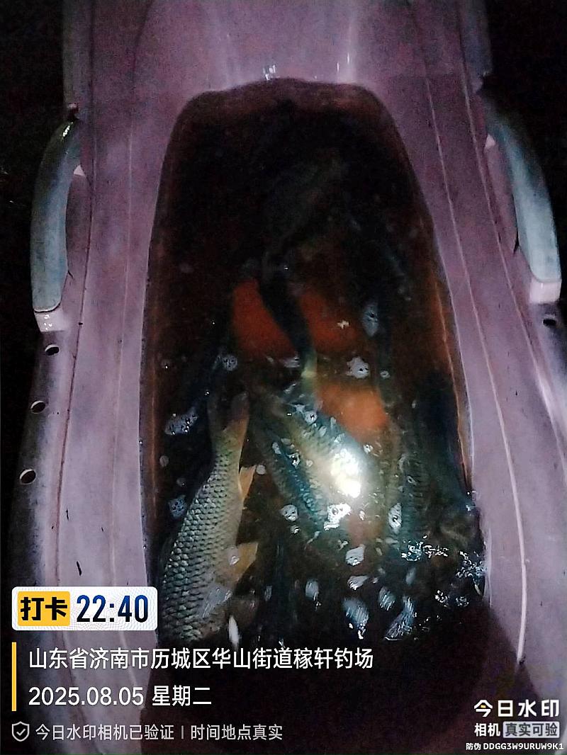 鱼情介绍图片