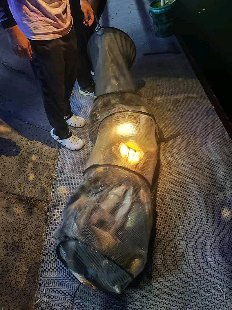 鱼情介绍图片
